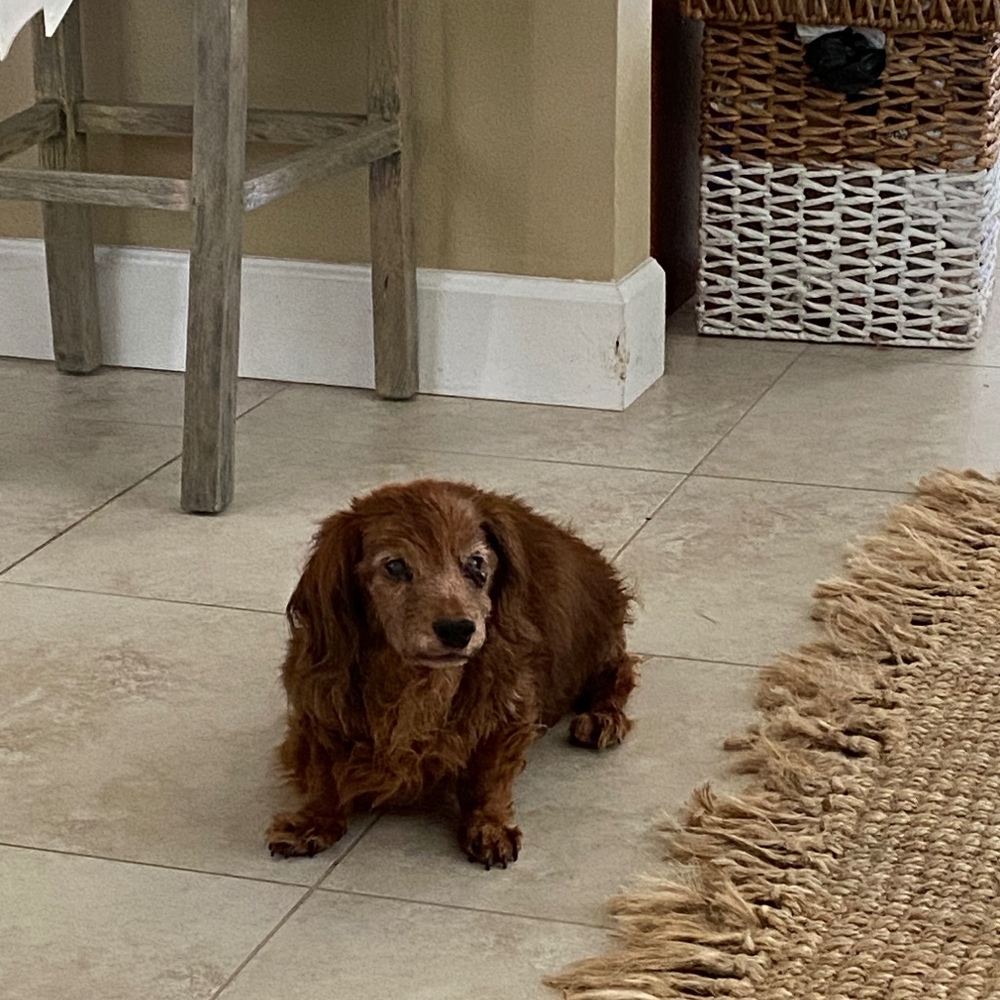 Meet your Posher, Bonnie